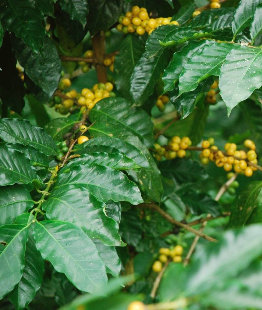 Colombian coffee farmer